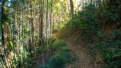 Green bamboo forest rustling by the summer wind in Kanagawa, Japan.