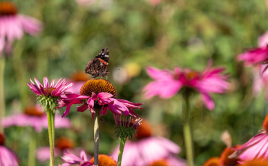 Stunning pink echinacea purpurea flowers, also known as coneflowers or rudbeckia. A red admiral butterfly perches on top. Photographed at a garden in Surrey UK.