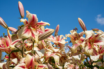 Stunning, fragrant, colourful lily flowers in full bloom, photographed in mid summer in a garden in Surrey UK.
