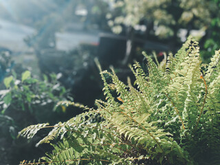 Greenery background of nature plant and leaf