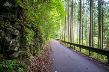 東京都西多摩郡奥多摩町の川苔山に登山している風景 Scenery of climbing Mt....