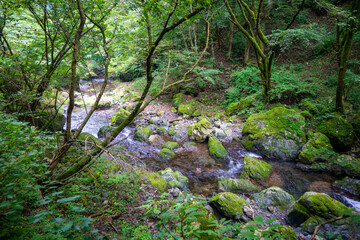 Obraz premium 東京都西多摩郡奥多摩町の川苔山に登山している風景 Scenery of climbing Mt. Kawanori-yama in Okutama-cho, Nishitama-gun, Tokyo.
