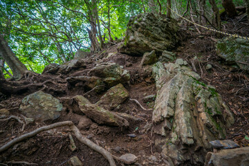 東京都西多摩郡奥多摩町の川苔山に登山している風景 Scenery of climbing Mt. Kawanori-yama in Okutama-cho, Nishitama-gun, Tokyo.