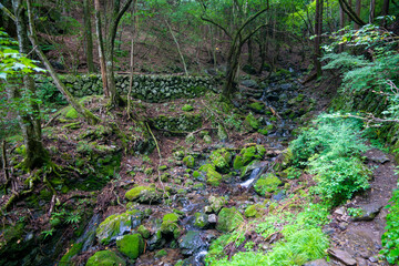 Fototapeta premium 東京都西多摩郡奥多摩町の川苔山に登山している風景 Scenery of climbing Mt. Kawanori-yama in Okutama-cho, Nishitama-gun, Tokyo.