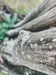 Nature garden or park decorated with natural wood