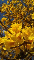 yellow autumn leaves ipê flowers  