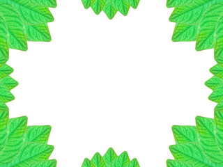 green leaves frame