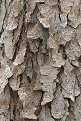 black cherry bark