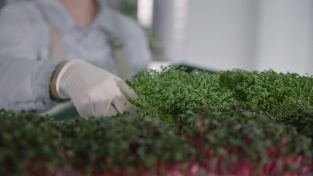 modern greenhouse, female farmer hands puts container with micro green sprouts from shelf of rack, close-up
