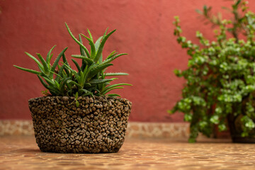 Maceta de jardín tradicional mexicana de piedra con planta de sábila aloe vera.