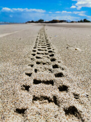tracks on sand