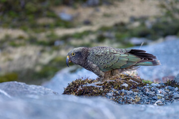 Kea II