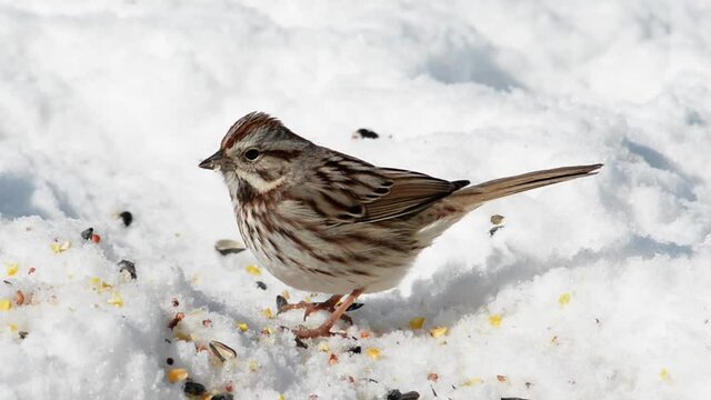 Song Sparrow eating seeds on snow in winter sunshine