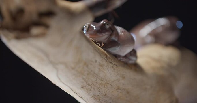 Close up footage of an australian tree frog on a tree branch, studio footage, 4k