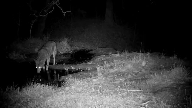Two coyotes crossing a small creek; one walking by, the other stopping to drink before moving on to the right, in nighttime infra red footage