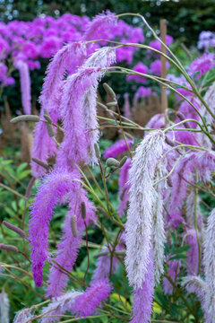 Unusual Sanguisorba hakusanensis fluffy perennial flowers, also known as Lilac Squirrel. Photographed in a garden in Surrey UK.