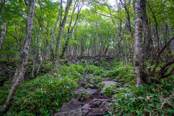 群馬県前橋市、桐生市にある赤城山、黒檜山、地蔵岳を登山している風景  Scenery of climbing Mt. Akagi, Mt. Kurobi-san and Mt. Jizo-dake in Maebashi and Kiryu, Gunma Prefecture. 