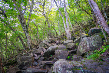 群馬県前橋市、桐生市にある赤城山、黒檜山、地蔵岳を登山している風景  Scenery of climbing Mt. Akagi, Mt. Kurobi-san and Mt. Jizo-dake in Maebashi and Kiryu, Gunma Prefecture. 