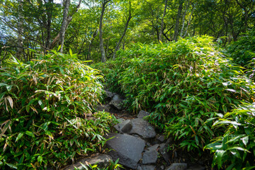 群馬県前橋市、桐生市にある赤城山、黒檜山、地蔵岳を登山している風景  Scenery of climbing Mt. Akagi, Mt. Kurobi-san and Mt. Jizo-dake in Maebashi and Kiryu, Gunma Prefecture. 