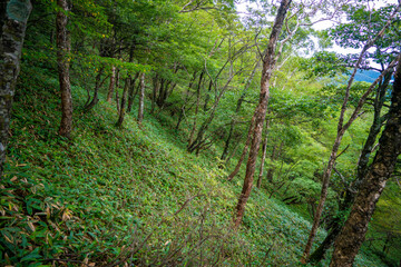 Obraz premium 群馬県前橋市、桐生市にある赤城山、黒檜山、地蔵岳を登山している風景 Scenery of climbing Mt. Akagi, Mt. Kurobi-san and Mt. Jizo-dake in Maebashi and Kiryu, Gunma Prefecture. 