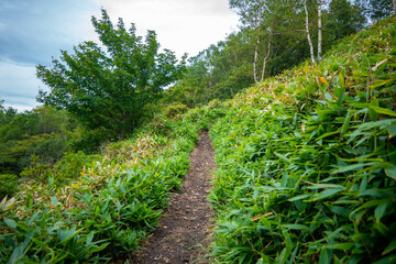 Obraz premium 群馬県前橋市、桐生市にある赤城山、黒檜山、地蔵岳を登山している風景 Scenery of climbing Mt. Akagi, Mt. Kurobi-san and Mt. Jizo-dake in Maebashi and Kiryu, Gunma Prefecture. 