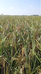 Fototapeta premium green field