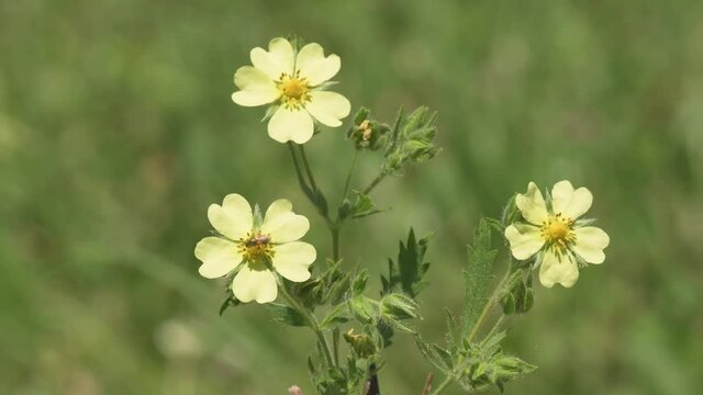 Sulfur Cinquefoil flowers blooming in summer, with tiny bees gathering nectar from it