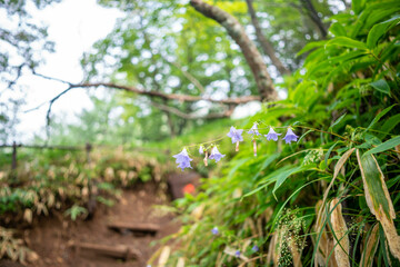 栃木県日光市の男体山に登山している風景  A view of climbing Mt. Ottai in Nikko City, Tochigi Prefecture. 