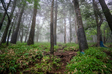 Fototapeta premium 栃木県日光市の男体山に登山している風景 A view of climbing Mt. Ottai in Nikko City, Tochigi Prefecture. 