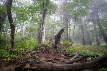 栃木県日光市の男体山に登山している風景  A view of climbing Mt. Ottai in Nikko City, Tochigi Prefecture. 