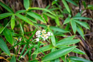 栃木県日光市の男体山に登山している風景  A view of climbing Mt. Ottai in Nikko City, Tochigi Prefecture. 