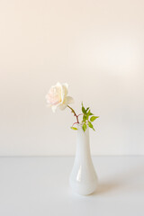 Vertical closeup of delicate single rose blossom in small white vase (selective focus)