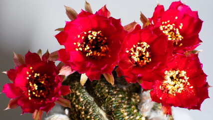 Brightly colored cactus flowers are blooming in summer.