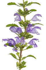 Flowering twig of Moldavian dragonhead,  lat. Dracocephalum moldavica, isolated on white background
