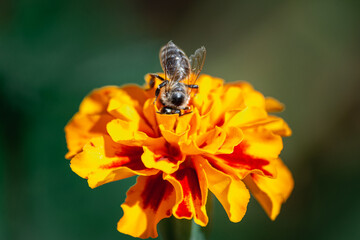 Bee and flower on a green background.