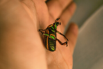 Closeup of a beetle