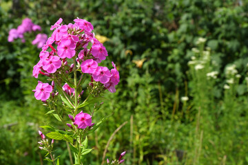 Phlox paniculata. Gorgeous bright pink and purple flower buds on a background of green grass.