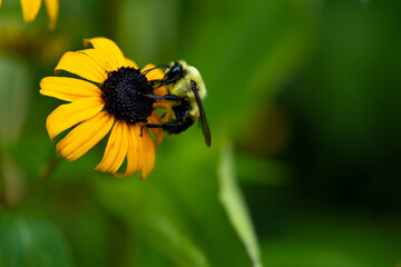 bee on flower