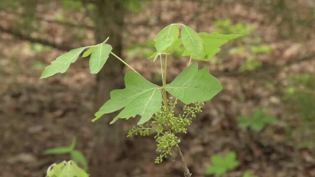 Poison Ivy leaves and flower buds in light breeze