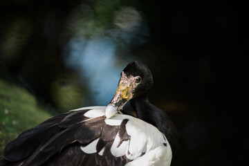 Australian native magpie goose preening its feathers and looking at camera