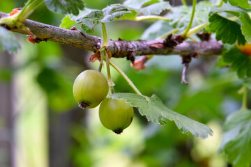Hairy Stem Gooseberry 01