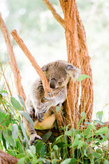 Koala asleep in a tree branch in Australia