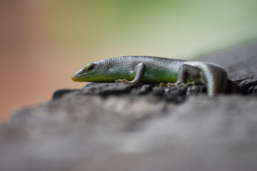 green lizard on a wood