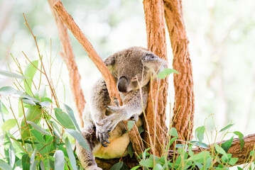 koala sleeping in a tree