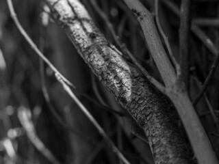 tree branches in dappled sunlight