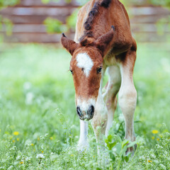 Naklejka na ściany i meble A small newborn foal makes its first steps in a meadow of tall grass.