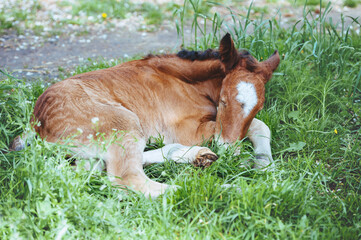 Little newborn foal sleeping on the grass curled up