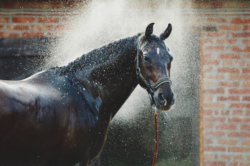 Horse portrait in spray of water. Horse shower at the stable - Powered by Adobe