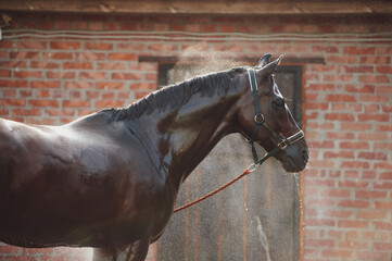 Horse portrait in spray of water. Horse shower at the stable