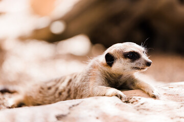 meerkat on relaxing close up